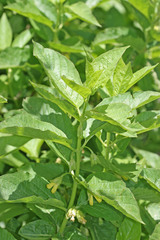 Lonicera involucrata involucrata