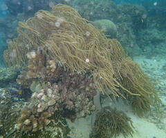 Sclerophytum flexibilis