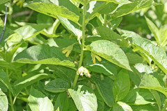 Lonicera involucrata involucrata