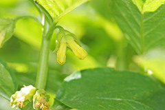 Lonicera involucrata involucrata