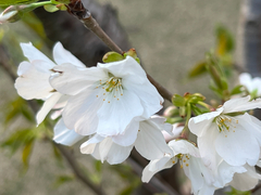 Prunus × lannesiana