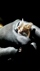 Macrotus californicus