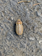 Polyphylla decemlineata