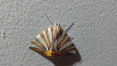 Pityeja histrionaria