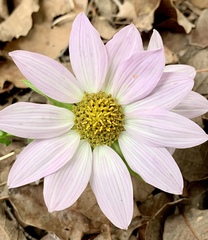 Iostephane heterophylla