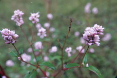 Persicaria bicornis