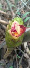 Costaceae