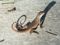 Leiocephalus carinatus