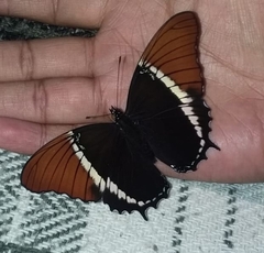 Siproeta epaphus epaphus