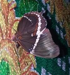 Siproeta epaphus epaphus