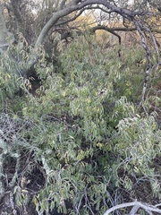 Calliandra eriophylla