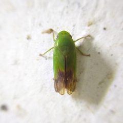 Iassinae