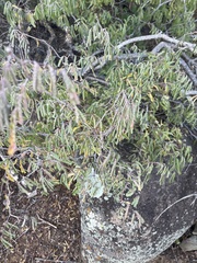 Calliandra eriophylla
