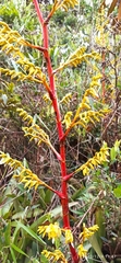 Guzmania diffusa