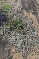 Euphorbia melanadenia