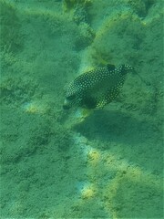 Lactophrys triqueter