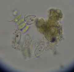 Scenedesmaceae