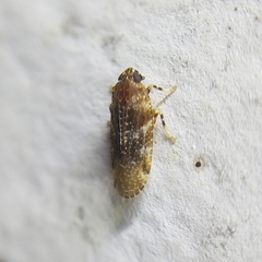 Opsiplanon