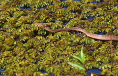 Leptodeira polysticta