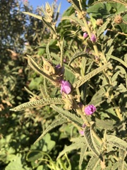 Sphaeralcea angustifolia cuspidata
