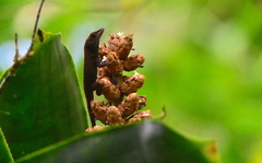 Anolis lineatopus