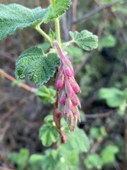 Ribes malvaceum