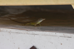 Anolis grahami