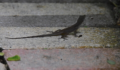 Anolis conspersus