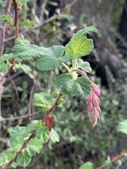 Ribes malvaceum