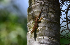 Anolis conspersus
