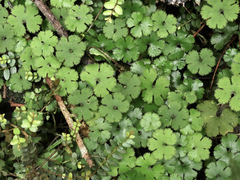 Hydrocotyle elongata