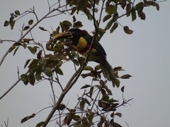 Pteroglossus castanotis