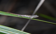 Anolis conspersus