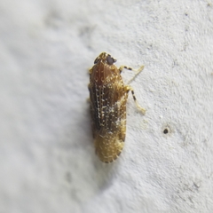 Opsiplanon