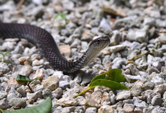 Cubophis caymanus