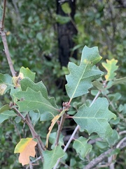 Quercus berberidifolia × lobata