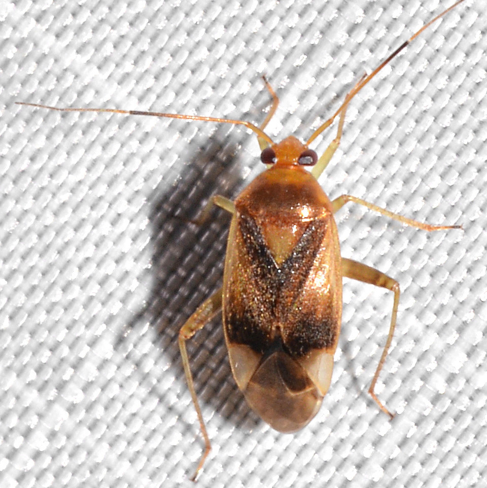 Pear Plant Bug