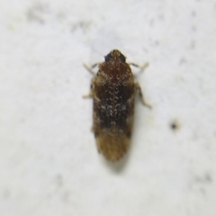 Opsiplanon