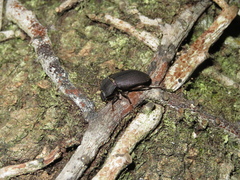 Mimopeus