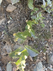Acourtia nana