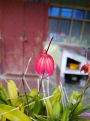 Masdevallia