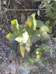 Acourtia nana