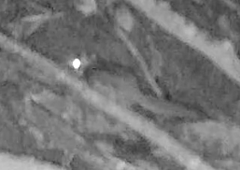 Glaucomys oregonensis