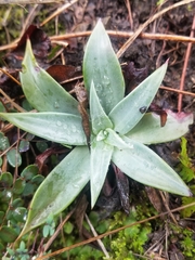 Dudleya cymosa