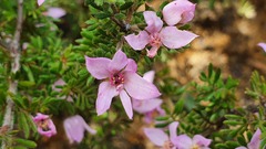Boronia pilosa