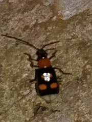 Diabroticina