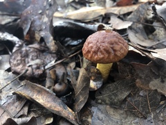 Hemileccinum rubropunctum