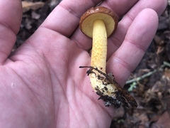 Hemileccinum rubropunctum