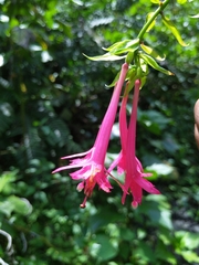 Fuchsia