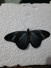 Pereute charops charops